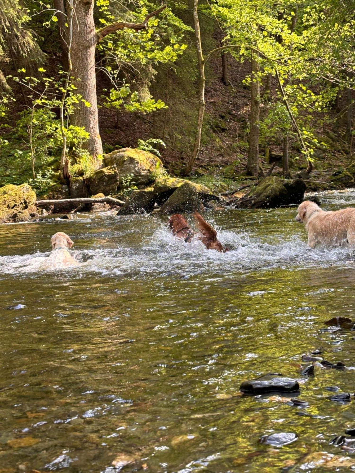 Plaetzchen Am Krebsberg Fuer Alle Fae Simmerath Eksteriør billede